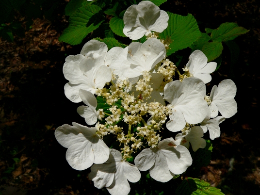 {Viburnum plicatum}